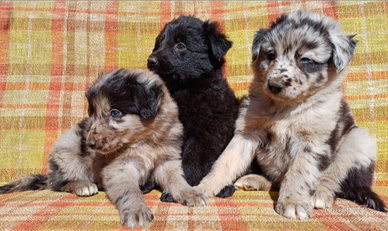 Cuccioli di pastore del Lagorai