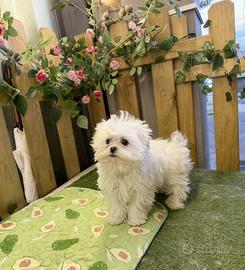 Maltese coreano maschio