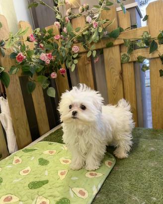 Maltese coreano maschio