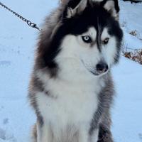Husky occhio azzurro