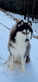 Husky occhio azzurro