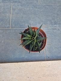 Pianta grassa Haworthia limifolia
