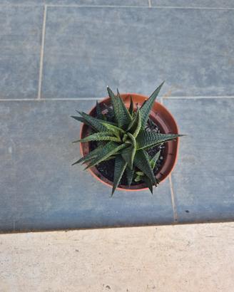 Pianta grassa Haworthia limifolia