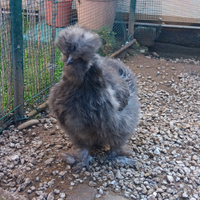Gallo moroseta
