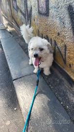 Maltese
