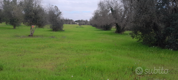 Terreno agricolo zona carella