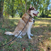 Husky siberiano per accoppiamento