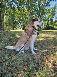 Husky siberiano per accoppiamento