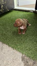 Cucciolo pit bull