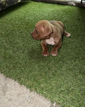 Cucciolo pit bull
