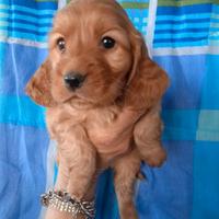 Cocker Spaniel cuccioli