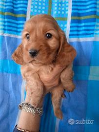 Cocker Spaniel cuccioli