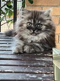 Cucciolo di gatto persiano