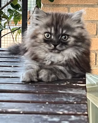 Cucciolo di gatto persiano