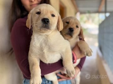 Labrador pedigree da lavoro disponibili