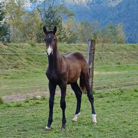 Puledri linea salto ostacoli