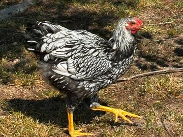 Galletto wyandotte argento orlo nero