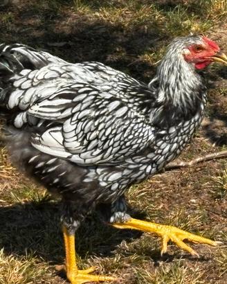 Galletto wyandotte argento orlo nero