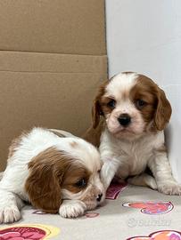Cucciolo di Cavalier King