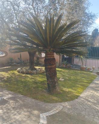 Albero Cicas