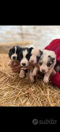 Cuccioli di border collie