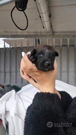 Pastore belga malinois