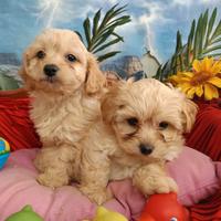 Di Taglia Più Piccola Colore Albicocca Maltipoo