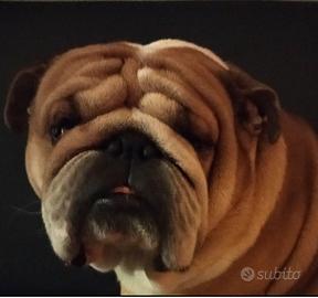 Stallone bulldog