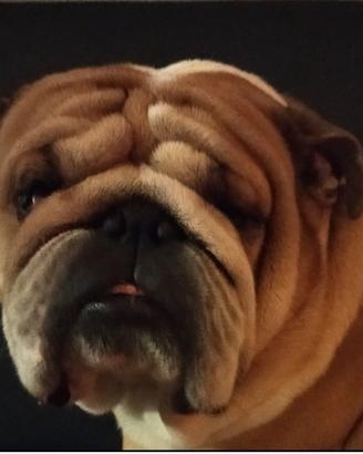 Stallone bulldog
