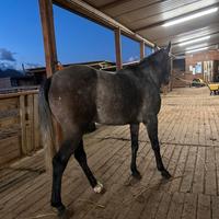 ANGLO ARABO castrone 4 anni