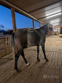ANGLO ARABO castrone 4 anni