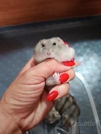 Criceti russi 1 mese