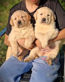 Cuccioli di Labrador - linea Americana -Marina Lab