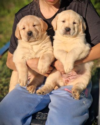 Cuccioli di Labrador - linea Americana -Marina Lab