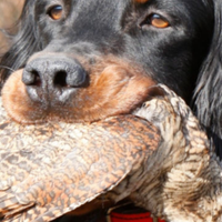 Setter tricolore