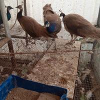 Pavoni giovani viola