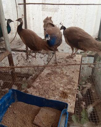 Pavoni giovani viola