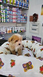Maltipoo koreani mini