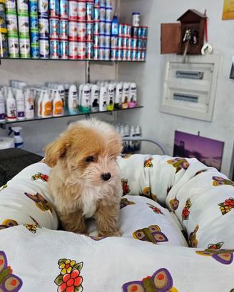 Maltipoo koreani mini
