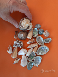 Decorazione conchiglie