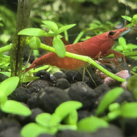 Caridine Red cherry