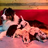 Australian Shepherd Pastore Australiano cuccioli