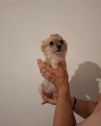 Cuccioli di Chihuahua toy e minytoy