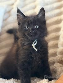 Maine coon black