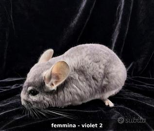 Cincilla cucciole femmine violet e beige violet