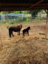 Pony femmina con puledrina femmina