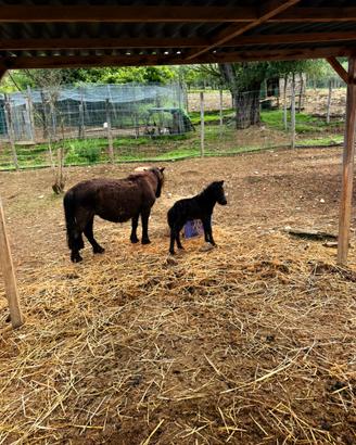 Pony femmina con puledrina femmina