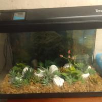 acquario Tenerif 67 by askoll