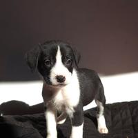 Incrocio america bully xxl e pastore tedesco