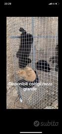 Conigli razza grande